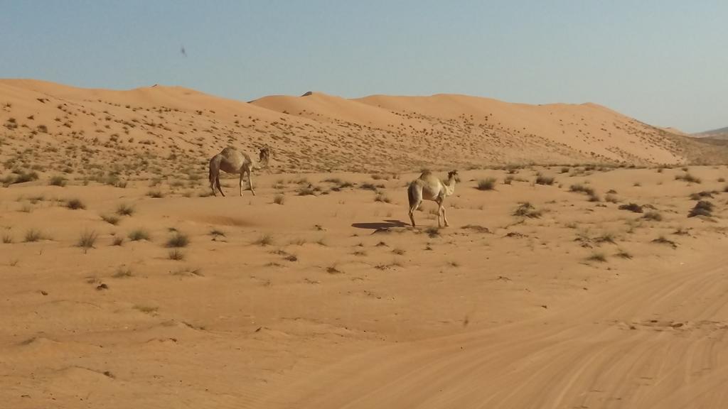 Silent Dunes Camp Ḩawīyah Dış mekan fotoğraf