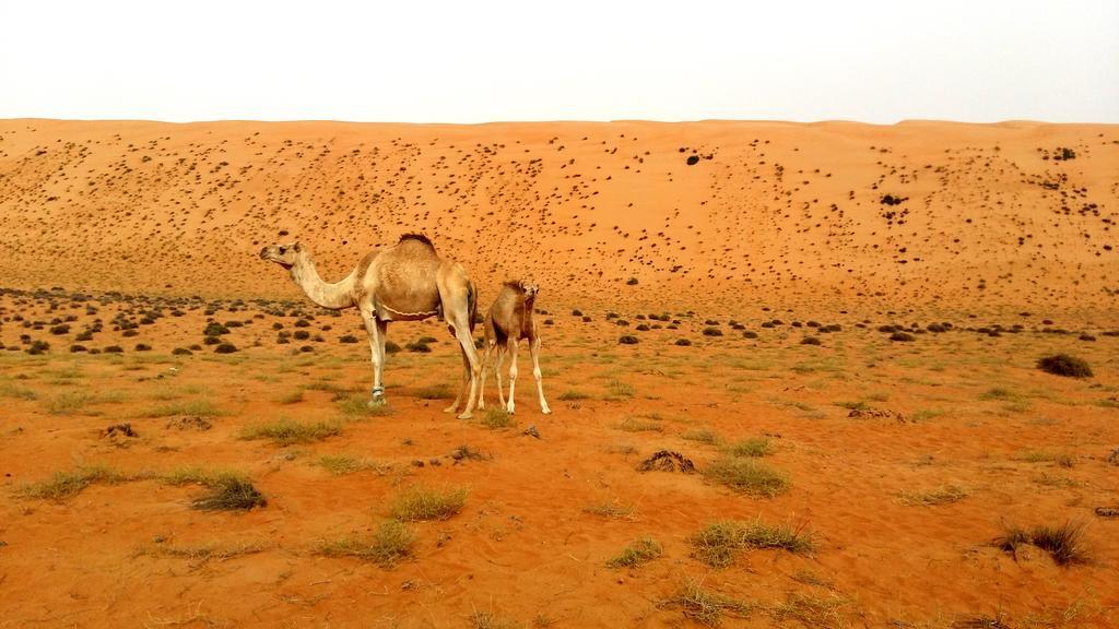 Silent Dunes Camp Ḩawīyah Dış mekan fotoğraf